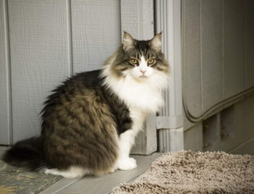 Maine Coon Cat on Porch