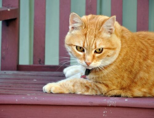 Orange Tabby on Porch Bench