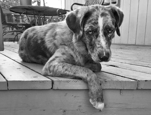 Porch Doggy He Just LOOKS sad