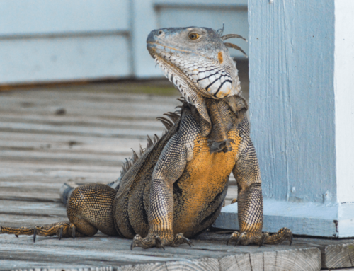 Porch Lizard