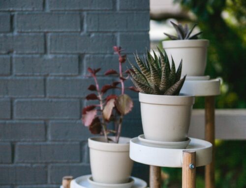 Porch Succulents